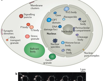 About Biomolecular Condensates